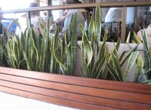 Kwikfynd Indoor Planting
sthelena