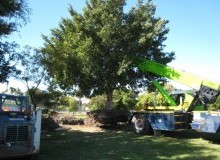 Kwikfynd Tree Management Services
sthelena