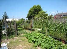 Kwikfynd Vegetable Gardens
sthelena